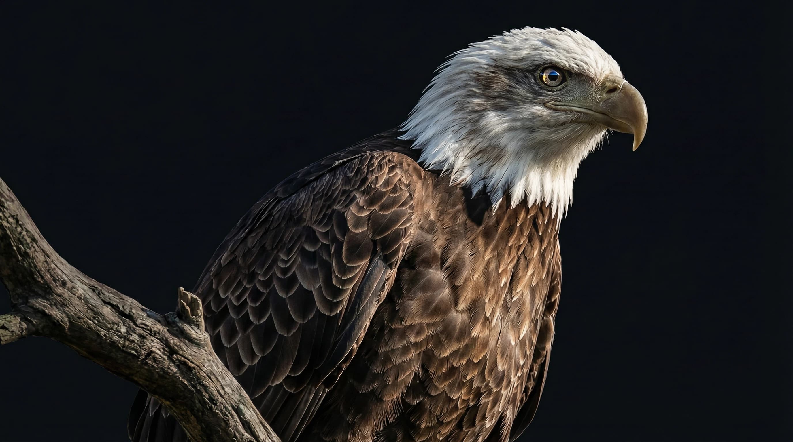 Advanced Consistency (Style & Character)