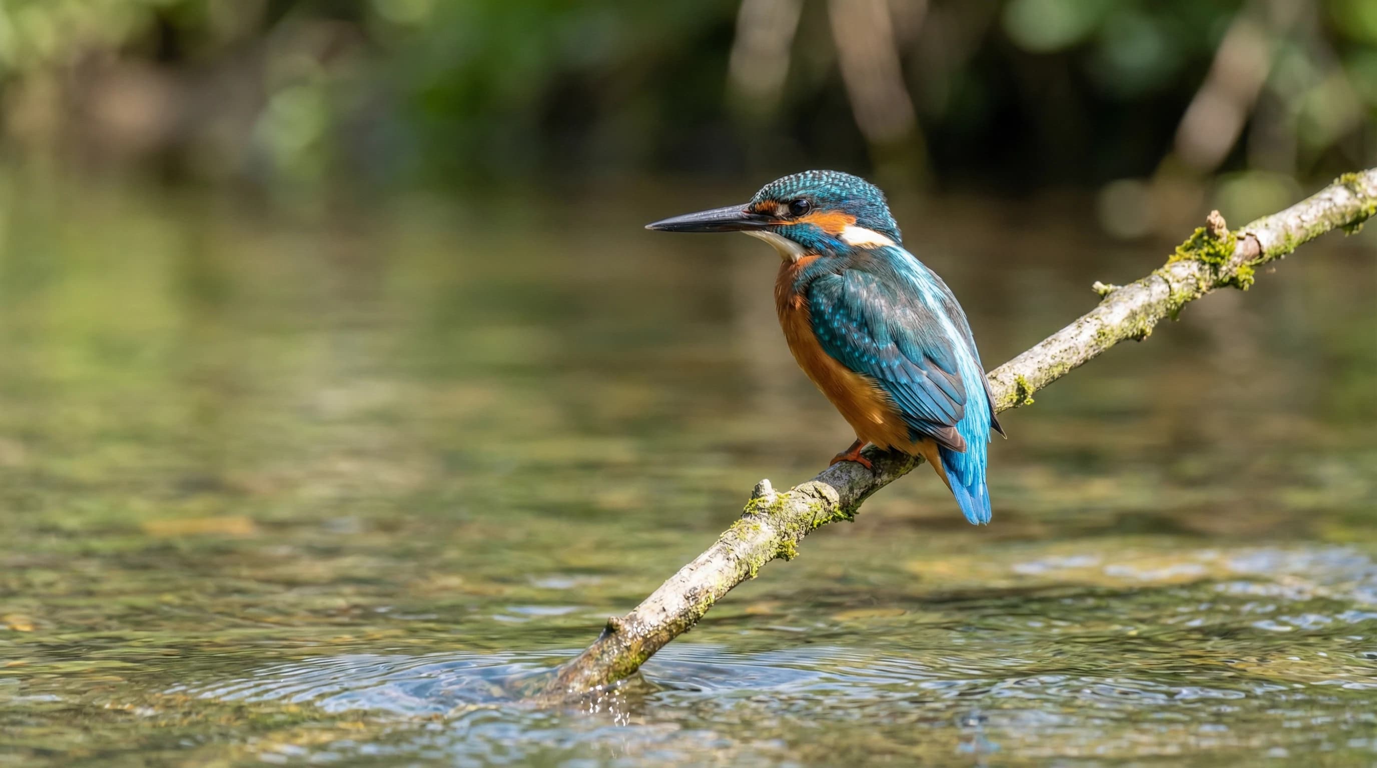 Nano Banana AI Generated Art