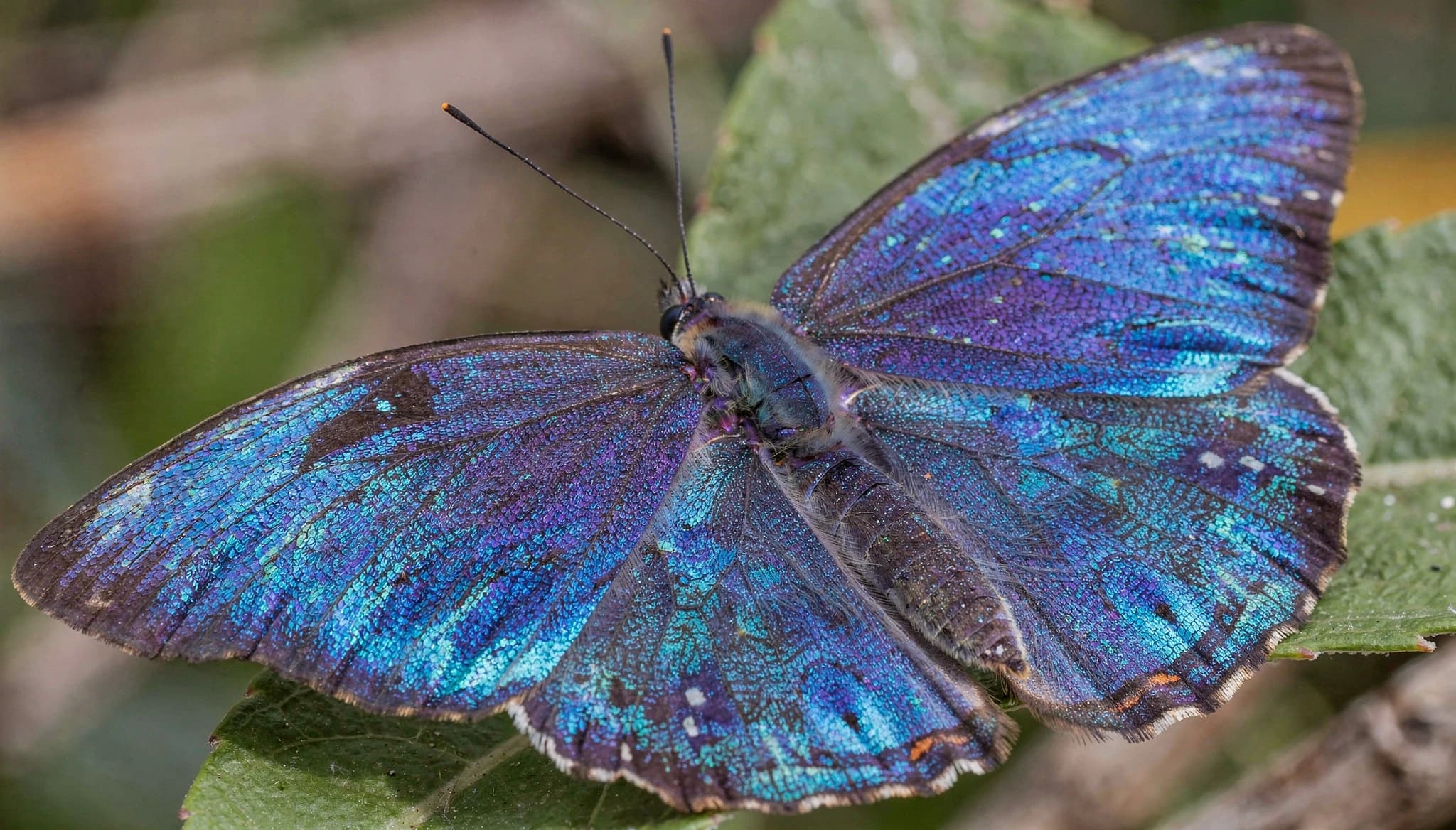 Nano Banana AI Generated Art